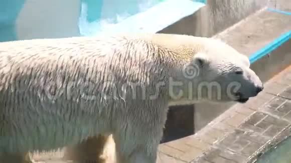 在游泳池附近散步的白极熊视频的预览图