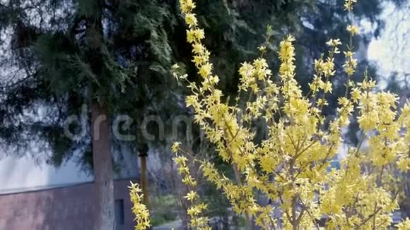 在树的背景下城市公园里有美丽的黄花的连翘视频的预览图