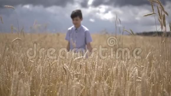 在麦田里的男孩在户外接触小麦缓慢的呻吟视频的预览图