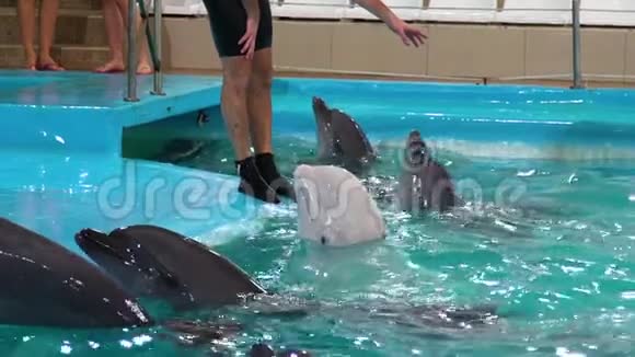 海豚触摸老师的手其他灰白海豚在附近游泳视频的预览图