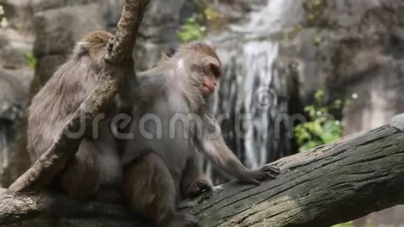 两只台湾山岩猕猴坐在树上梳头瀑布视频的预览图