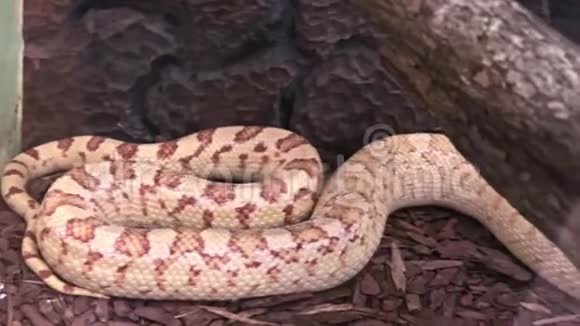 一条长长的危险蛇躺在水族馆里静静地躺着全景视频的预览图