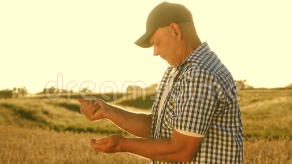 农夫用手把麦粒倒在麦地上收获谷物一位农学家研究的是视频的预览图