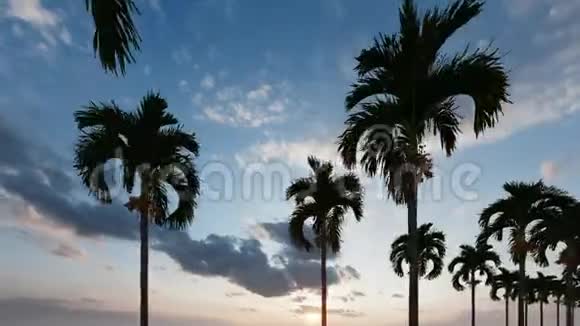 哈雷棕榈树任何用途的伟大设计加州棕榈树视频的预览图
