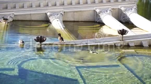 希腊废墟旁池塘里的鸭子视频的预览图
