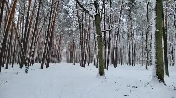 美丽的雪覆盖野生森林自然保留冬季景观景观视频的预览图