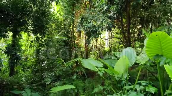 丛林中的绿色植物自然界晴天在树林中生长的各种热带绿色植物神奇的景色视频的预览图