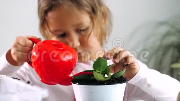 一个小女孩在家里重新种植后正在给家里浇水室内视频的预览图