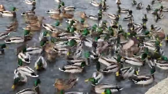 一群野鸭在春天的白天在河里觅食低角度正面视图视频的预览图