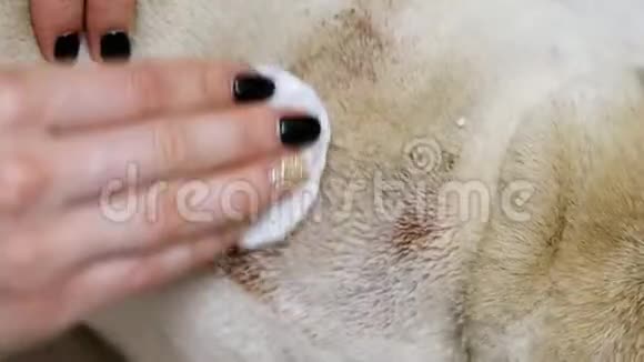 女性双手特写在一只生病的小狗背上洗了一个很大的湿疹伤口视频的预览图