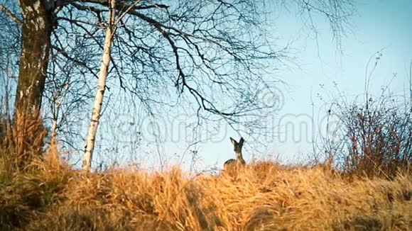 鹿在灌木丛里视频的预览图