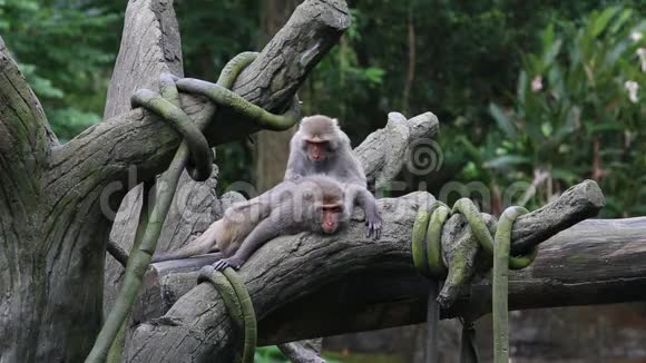 两只台湾山岩猕猴坐在动物园的树顶上梳妆视频的预览图