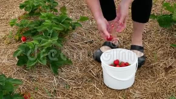 戴红帽子的女人从活的草莓植物中摘出新鲜的草莓视频的预览图