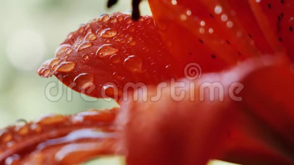 雨后春笋花视频的预览图