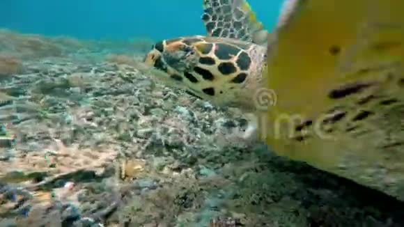 珊瑚礁上的海龟视频的预览图