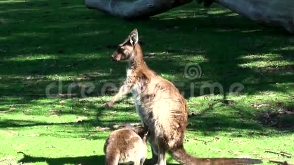 澳大利亚袋鼠岛在外游近距离观看一只哺乳袋鼠视频的预览图