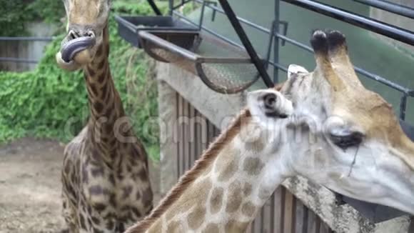 两只长颈鹿一只从喂食槽里吃东西第二只滑稽地在镜头前舔嘴唇有趣的视频视频的预览图