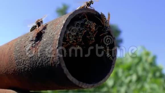 蜂箱里的黄蜂在一根金属管中与蓝天搏斗中位数黄蜂多利奇维斯普拉媒体巢4k4k视频视频的预览图