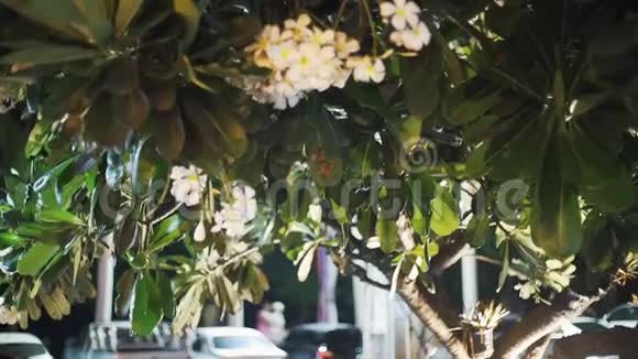 泰国绿树街道模糊的背景上开着梅花过往的车辆视频的预览图