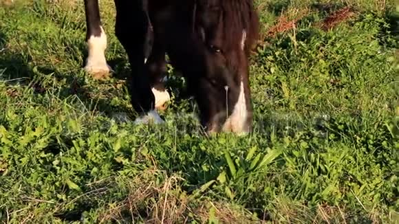 吃草的棕马不错视频的预览图