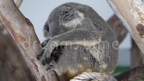 可爱的考拉不睡在森林的树枝上丛林自由和野生生活的概念视频的预览图