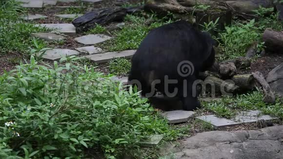 一只成年的福沙黑熊在动物园里的炎热的夏天在玩耍视频的预览图