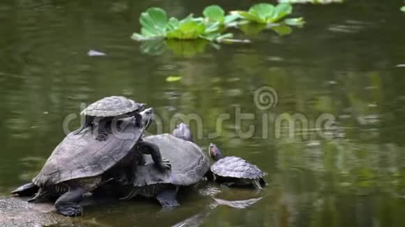 一组红耳滑块海龟在河流日光浴中调节温度视频的预览图