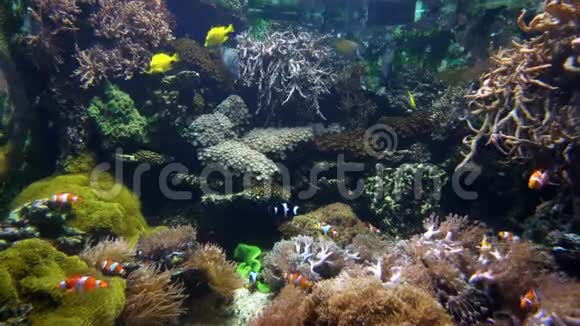 珊瑚中的小丑鱼和其他动物视频的预览图