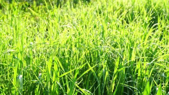 美丽的背景绿色的夏季草与露水在日出沉稳清新干净生态4K视频的预览图