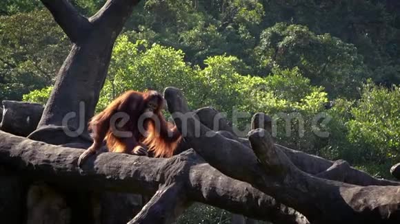 森林动物园成年博尔纳猩猩爬上树顶的慢动作视频的预览图