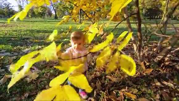 可爱的女婴站在美丽的黄树旁在树上玩树叶视频的预览图