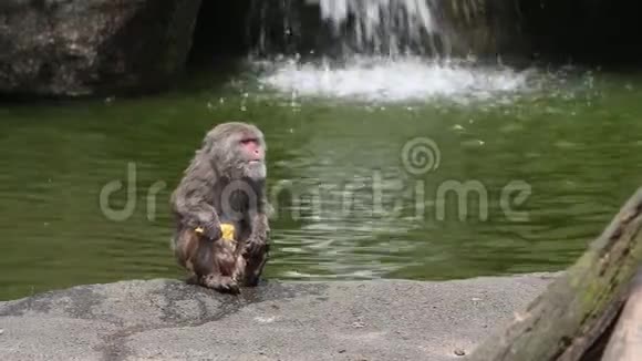 一只台湾岩斑猴一只在地上吃着的瀑布视频的预览图