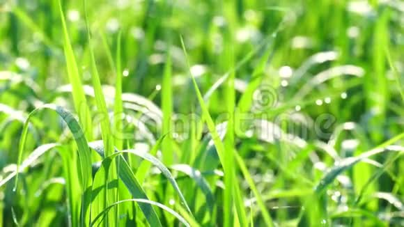 美丽的背景绿色的夏季草与露水在日出沉稳清新干净生态4K视频的预览图