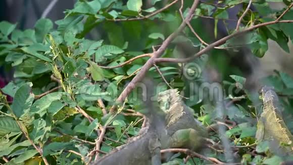4K巨大的绿鬣狗正在吃热带雨林树枝上的叶子视频的预览图