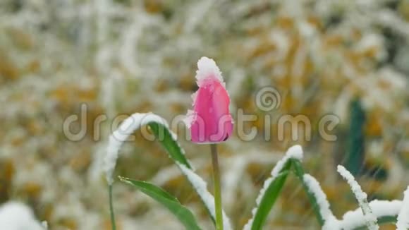 粉红色的花蕾覆盖着雪视频的预览图