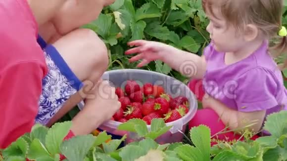 孩子们一起在花园的桶里整理草莓视频的预览图