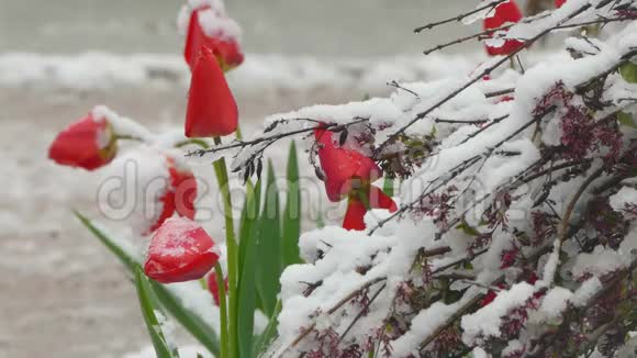 红芽覆盖着雪视频的预览图