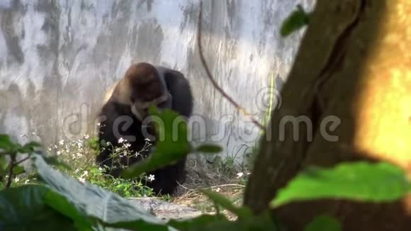 4K山地大猩猩在森林里用手吃一些草食草类猿视频的预览图