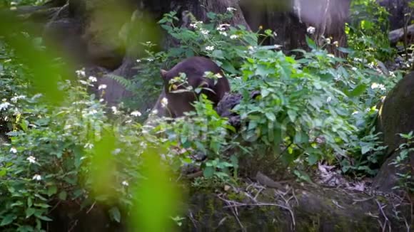 慢动作太阳熊在动物园之间的森林中显示出强大的下巴视频的预览图