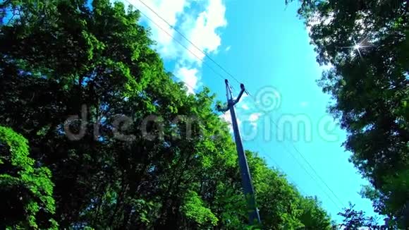 森林中的电柱森林中电线电缆视频的预览图