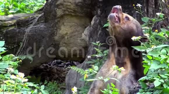 4K太阳熊在动物园的树林间露出它有力的下巴视频的预览图