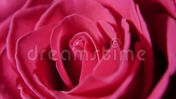 大粉红色玫瑰花蕾视频的预览图