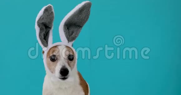 兔子耳朵的受惊狗视频的预览图