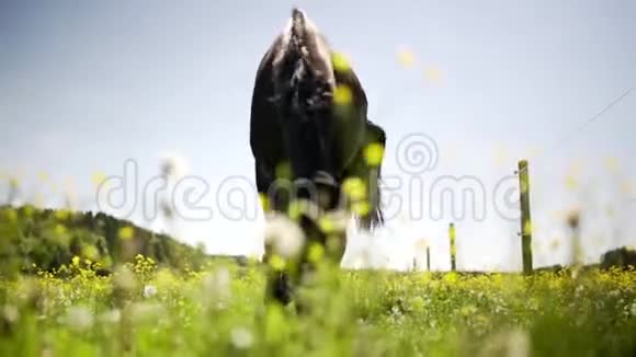 夏季花草地上的黑马吃着吃着享受着视频的预览图