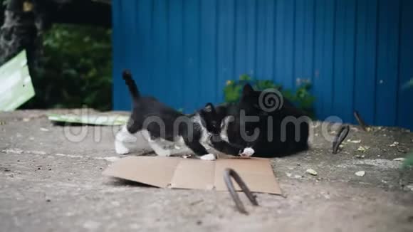 一只有趣的小猫的特写一只无家可归的小猫走在他的成年同伴旁边猫蜷缩在暖气主机上视频的预览图
