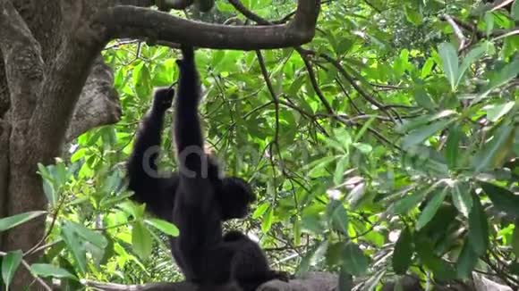 4黑毛长臂猿坐在树枝上休息野生暹罗视频的预览图