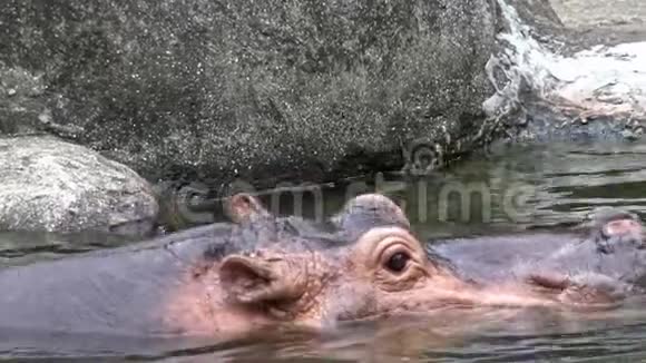 4K特写河马在大自然野生动物的湖水中洗澡视频的预览图