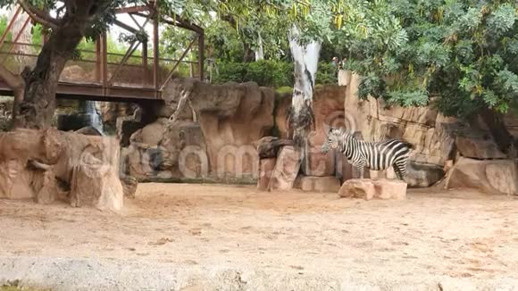 斑马在野生动物园的沙土上散步视频的预览图
