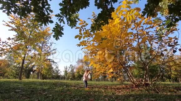 可爱的女婴站在美丽的黄树旁在树上玩树叶视频的预览图