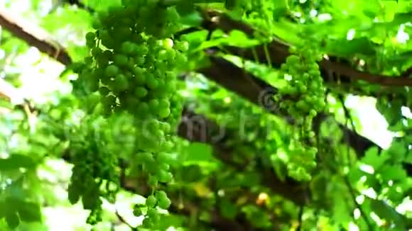 一串串的绿色葡萄果实正在生长视频的预览图